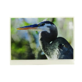 Blue Heron Card (Blank)